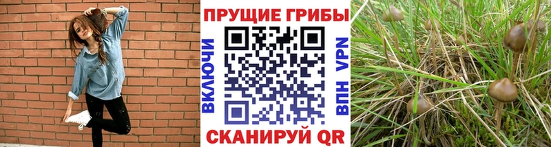 blacksprut маркетплейс  Боровичи  Псилоцибиновые грибы мицелий 