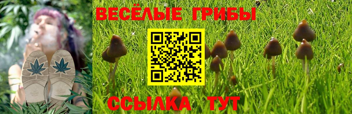 Галлюциногенные грибы Psilocybine cubensis Боровичи